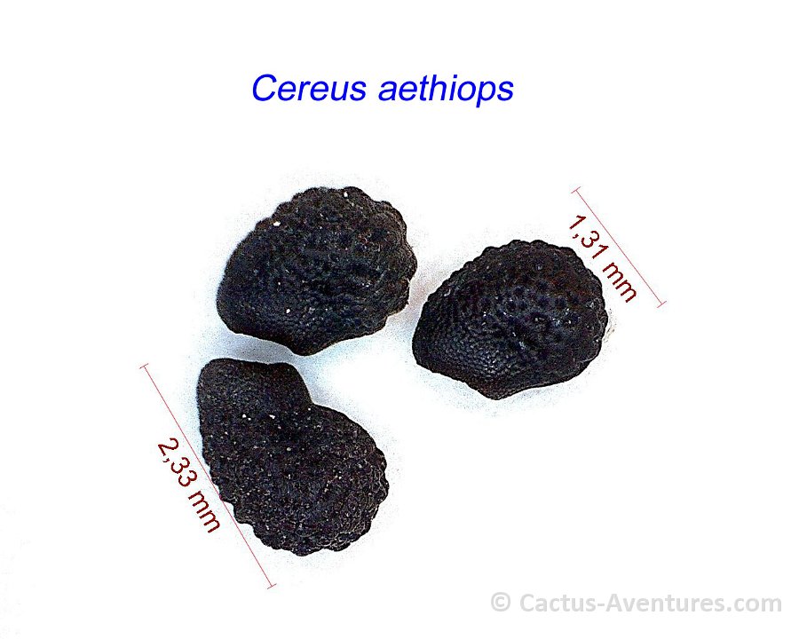 Cereus aethiops